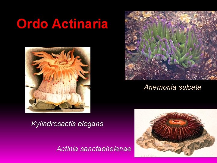 Ordo Actinaria Anemonia sulcata Kylindrosactis elegans Actinia sanctaehelenae 