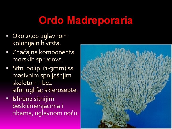 Ordo Madreporaria Oko 2500 uglavnom kolonijalnih vrsta. Značajna komponenta morskih sprudova. Sitni polipi (1