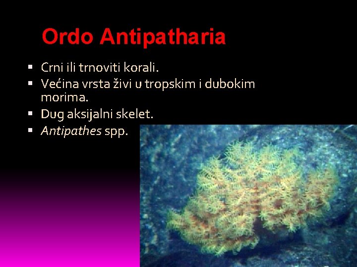 Ordo Antipatharia Crni ili trnoviti korali. Većina vrsta živi u tropskim i dubokim morima.