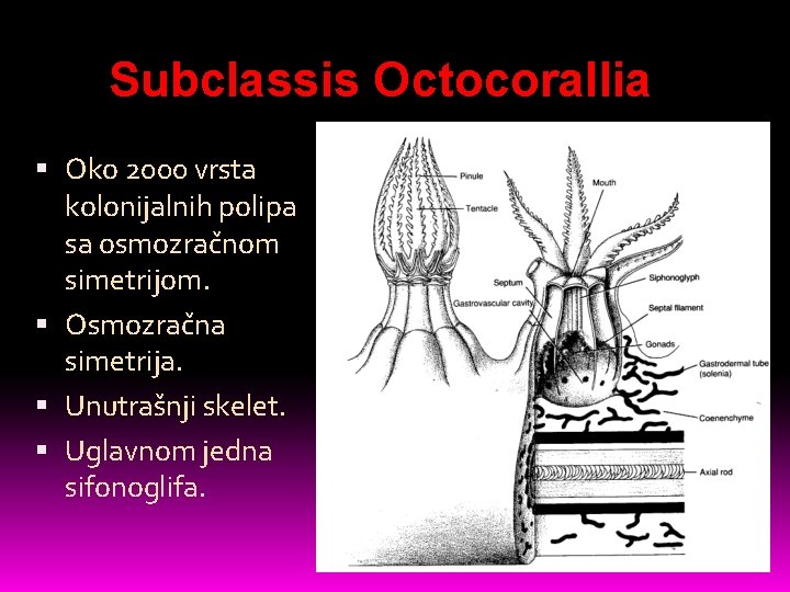 Subclassis Octocorallia Oko 2000 vrsta kolonijalnih polipa sa osmozračnom simetrijom. Osmozračna simetrija. Unutrašnji skelet.