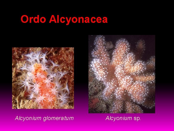 Ordo Alcyonacea Alcyonium glomeratum Alcyonium sp. 