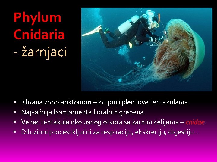 Phylum Cnidaria - žarnjaci Ishrana zooplanktonom – krupniji plen love tentakulama. Najvažnija komponenta koralnih