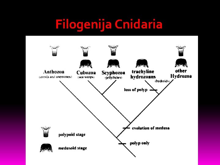 Filogenija Cnidaria 