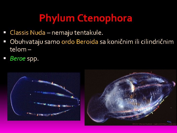 Phylum Ctenophora Classis Nuda – nemaju tentakule. Obuhvataju samo ordo Beroida sa koničnim ili