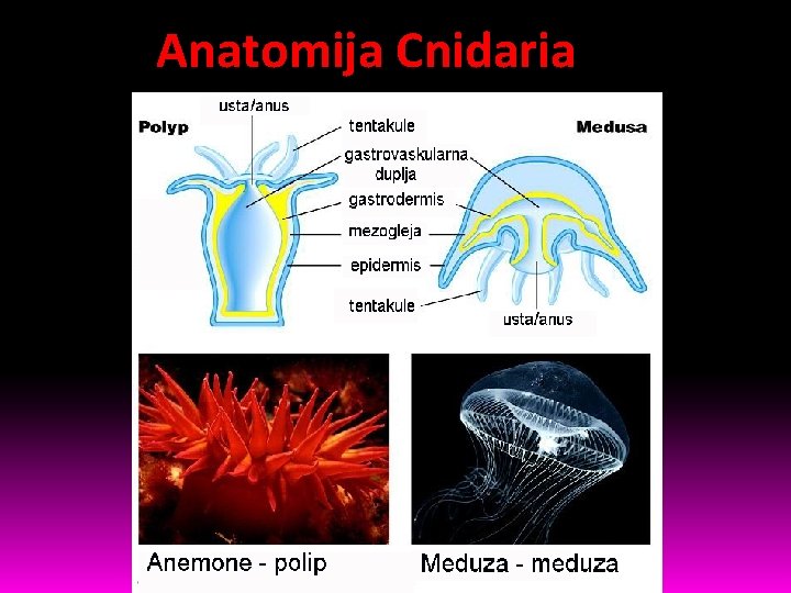 Anatomija Cnidaria 