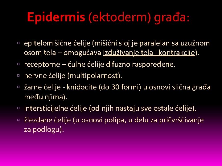 Epidermis (ektoderm) građa: epitelomišićne ćelije (mišićni sloj je paralelan sa uzužnom osom tela –