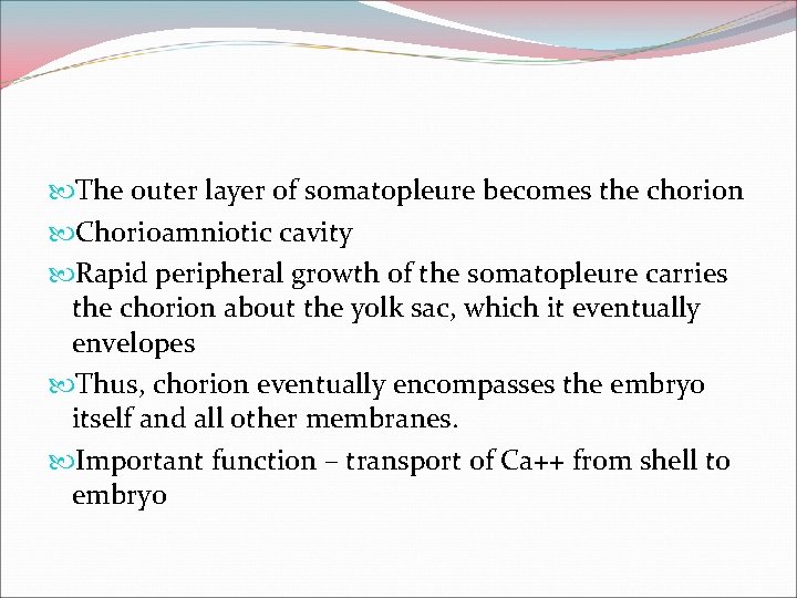  The outer layer of somatopleure becomes the chorion Chorioamniotic cavity Rapid peripheral growth