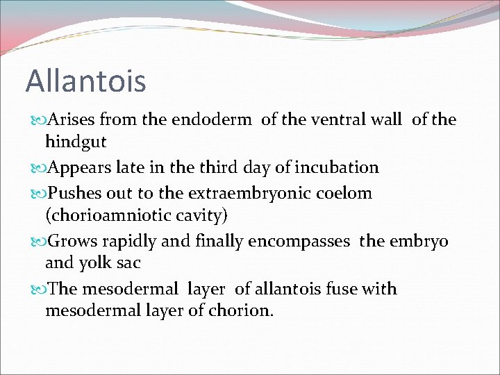 Allantois Arises from the endoderm of the ventral wall of the hindgut Appears late