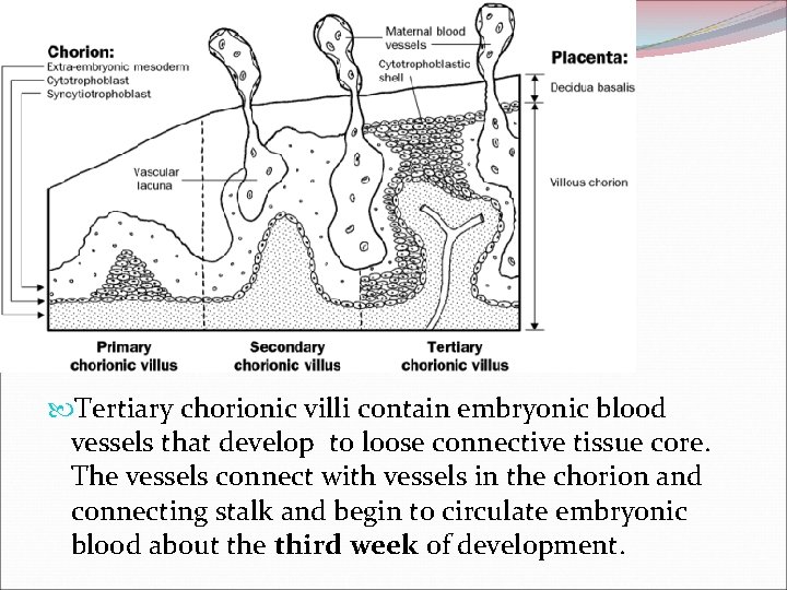  Tertiary chorionic villi contain embryonic blood vessels that develop to loose connective tissue