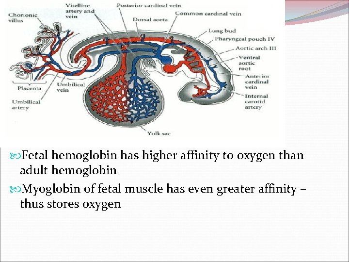  Fetal hemoglobin has higher affinity to oxygen than adult hemoglobin Myoglobin of fetal