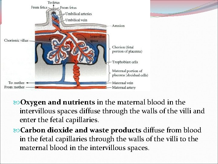  Oxygen and nutrients in the maternal blood in the intervillous spaces diffuse through