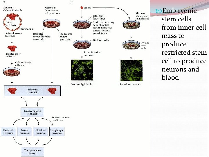  Emb ryonic stem cells from inner cell mass to produce restricted stem cell