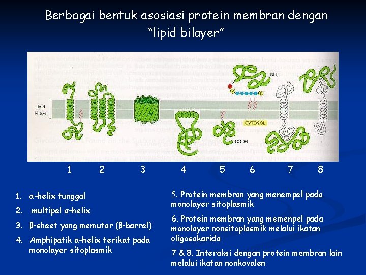 Berbagai bentuk asosiasi protein membran dengan “lipid bilayer” 1 2 3 1. α–helix tunggal