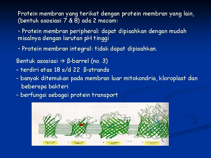Protein membran yang terikat dengan protein membran yang lain, (bentuk asosiasi 7 & 8)