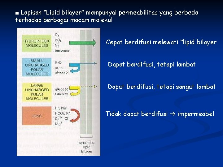 ■ Lapisan “Lipid bilayer” mempunyai permeabilitas yang berbeda terhadap berbagai macam molekul Cepat berdifusi