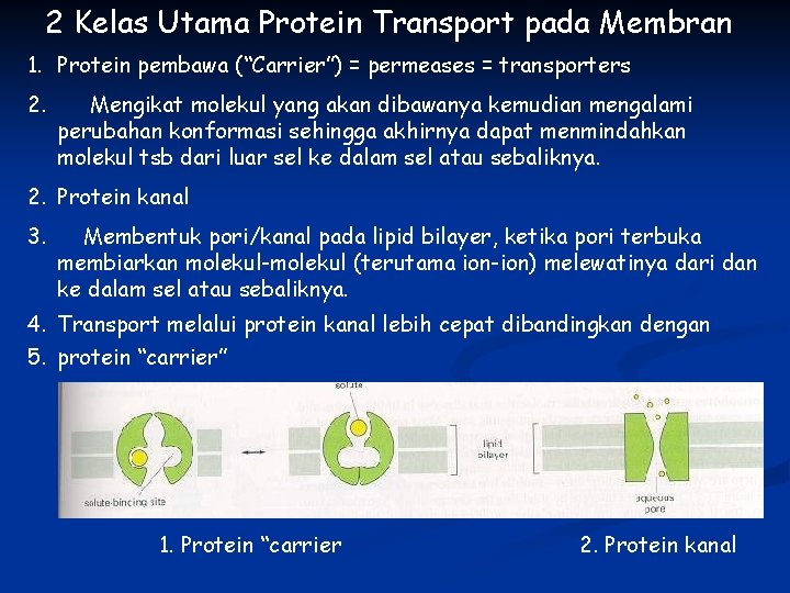 2 Kelas Utama Protein Transport pada Membran 1. Protein pembawa (“Carrier”) = permeases =