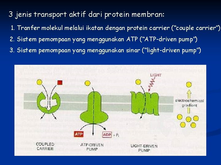 3 jenis transport aktif dari protein membran: 1. Tranfer molekul melalui ikatan dengan protein