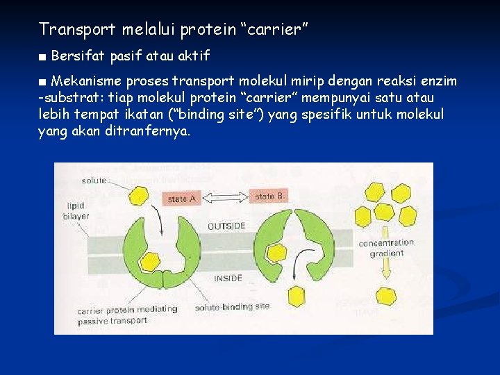 Transport melalui protein “carrier” ■ Bersifat pasif atau aktif ■ Mekanisme proses transport molekul