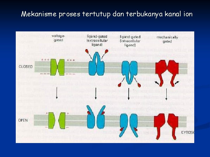 Mekanisme proses tertutup dan terbukanya kanal ion 