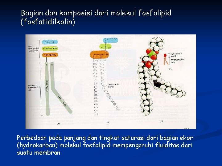 Bagian dan komposisi dari molekul fosfolipid (fosfatidilkolin) Perbedaan pada panjang dan tingkat saturasi dari