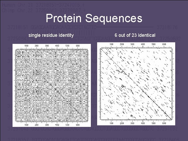 Protein Sequences single residue identity 6 out of 23 identical 