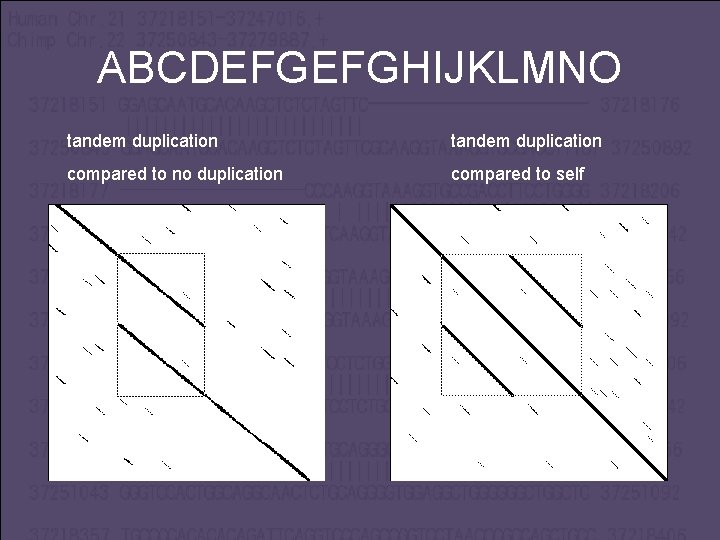 ABCDEFGEFGHIJKLMNO tandem duplication compared to no duplication compared to self 