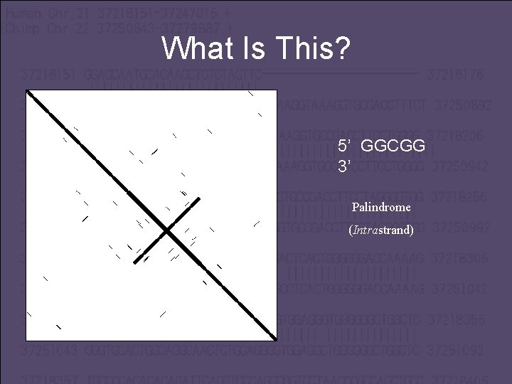 What Is This? 5’ GGCGG 3’ Palindrome (Intrastrand) 