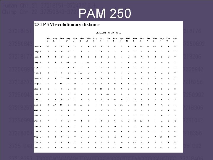 PAM 250 