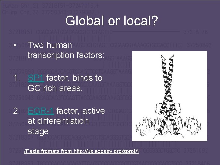  Global or local? • Two human transcription factors: 1. SP 1 factor, binds