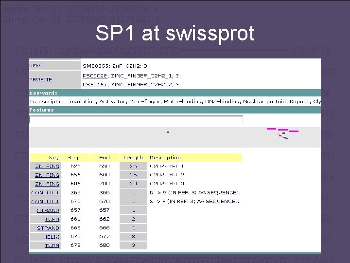 SP 1 at swissprot 