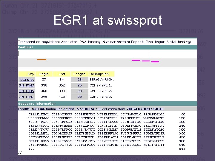 EGR 1 at swissprot 