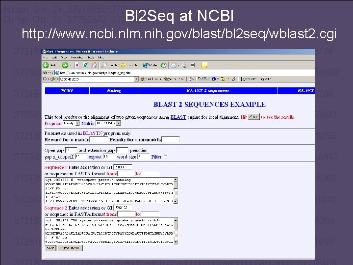 Bl 2 Seq at NCBI http: //www. ncbi. nlm. nih. gov/blast/bl 2 seq/wblast 2.