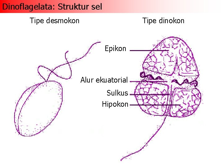 Dinoflagelata: Struktur sel Tipe dinokon Tipe desmokon Epikon Alur ekuatorial Sulkus Hipokon 