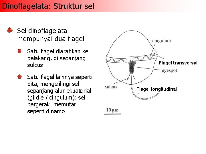 Dinoflagelata: Struktur sel Sel dinoflagelata mempunyai dua flagel Satu flagel diarahkan ke belakang, di