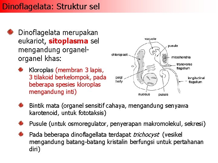 Dinoflagelata: Struktur sel Dinoflagelata merupakan eukariot, sitoplasma sel mengandung organel khas: Kloroplas (membran 3
