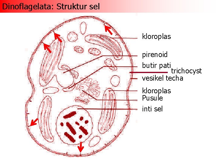 Dinoflagelata: Struktur sel kloroplas pirenoid butir pati trichocyst vesikel techa kloroplas Pusule inti sel