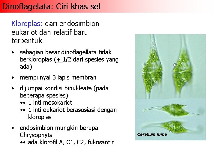 Dinoflagelata: Ciri khas sel Kloroplas: dari endosimbion eukariot dan relatif baru terbentuk • sebagian