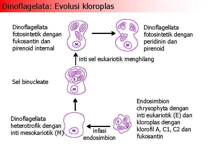 Dinoflagelata: Evolusi kloroplas Dinoflagellata fotosintetik dengan fukosantin dan pirenoid internal Dinoflagellata fotosintetik dengan peridinin