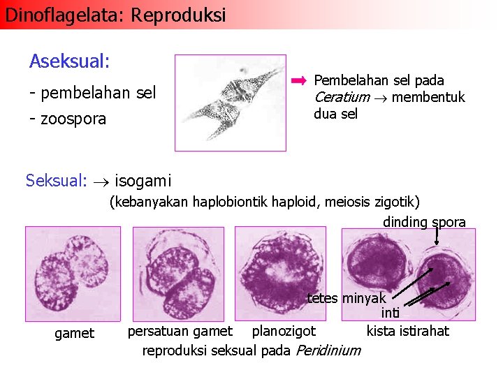 Dinoflagelata: Reproduksi Aseksual: - pembelahan sel - zoospora Pembelahan sel pada Ceratium membentuk dua