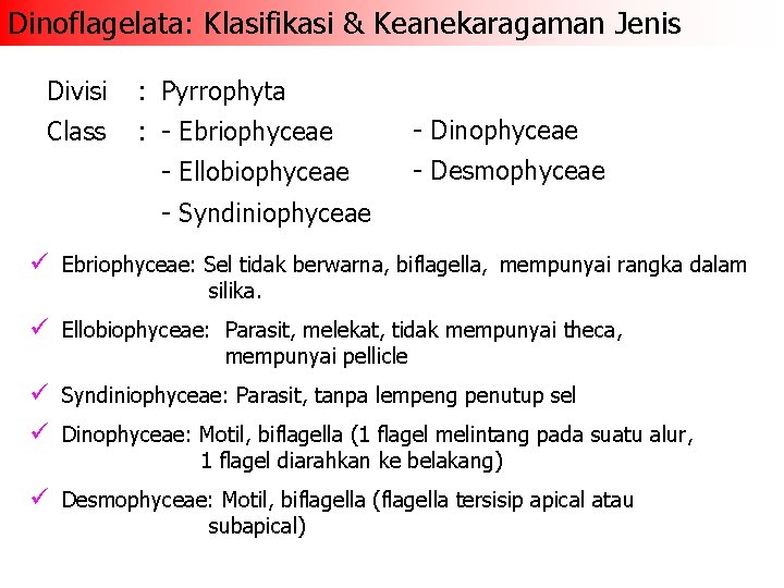 Dinoflagelata: Klasifikasi & Keanekaragaman Jenis Divisi : Pyrrophyta Class : - Ebriophyceae - Ellobiophyceae