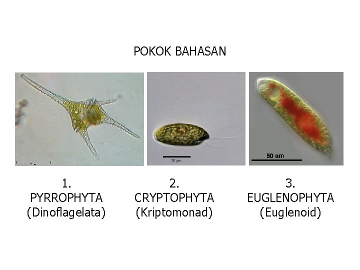 POKOK BAHASAN 1. 2. PYRROPHYTA CRYPTOPHYTA (Dinoflagelata) (Kriptomonad) 3. EUGLENOPHYTA (Euglenoid) 