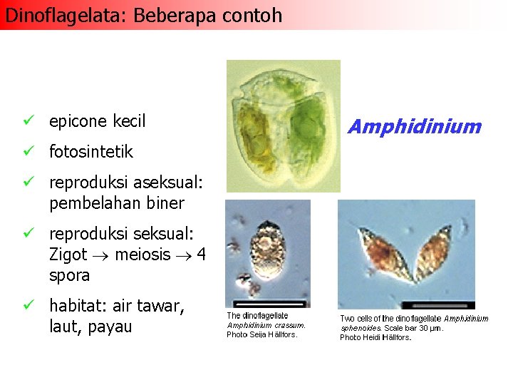 Dinoflagelata: Beberapa contoh ü epicone kecil Amphidinium ü fotosintetik ü reproduksi aseksual: pembelahan biner