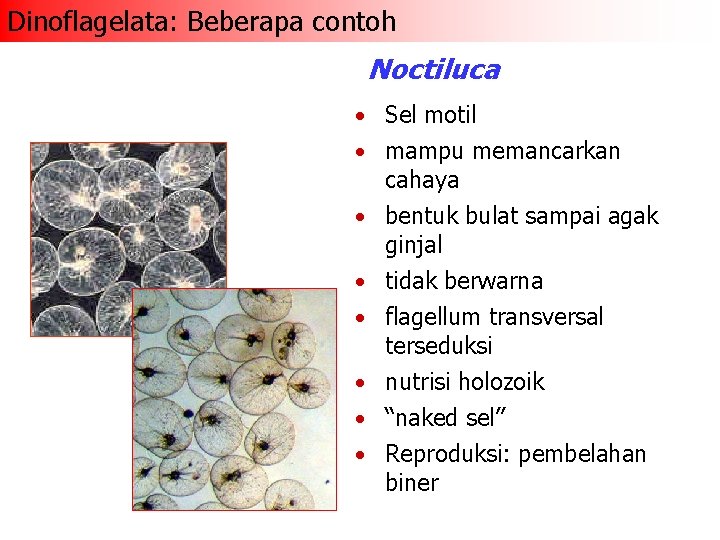 Dinoflagelata: Beberapa contoh Noctiluca • Sel motil • mampu memancarkan cahaya • bentuk bulat