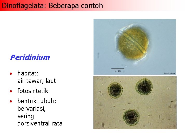 Dinoflagelata: Beberapa contoh Peridinium • habitat: air tawar, laut • fotosintetik • bentuk tubuh: