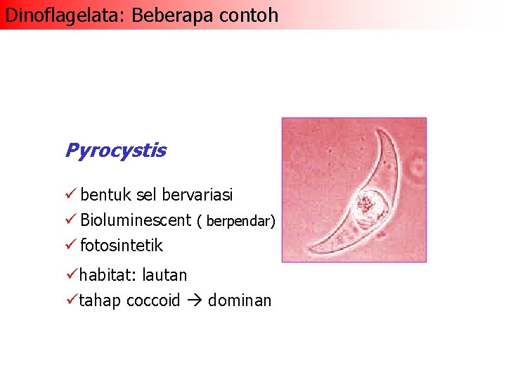 Dinoflagelata: Beberapa contoh Pyrocystis ü bentuk sel bervariasi ü Bioluminescent ( berpendar) ü fotosintetik
