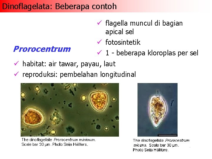 Dinoflagelata: Beberapa contoh Prorocentrum ü flagella muncul di bagian apical sel ü fotosintetik ü