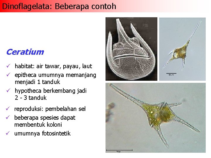 Dinoflagelata: Beberapa contoh Ceratium ü habitat: air tawar, payau, laut ü epitheca umumnya memanjang