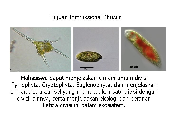 Tujuan Instruksional Khusus Mahasiswa dapat menjelaskan ciri-ciri umum divisi Pyrrophyta, Cryptophyta, Euglenophyta; dan menjelaskan