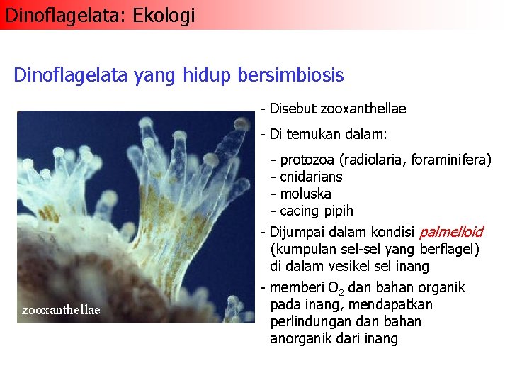 Dinoflagelata: Ekologi Dinoflagelata yang hidup bersimbiosis - Disebut zooxanthellae - Di temukan dalam: zooxanthellae