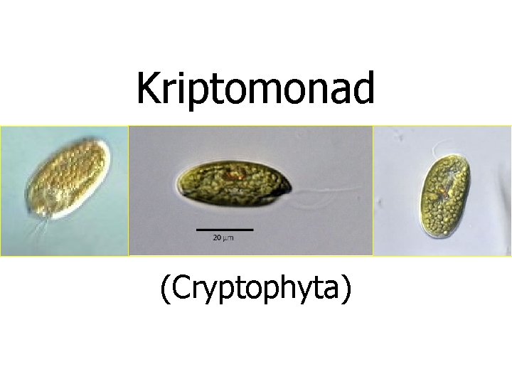 Kriptomonad (Cryptophyta) 